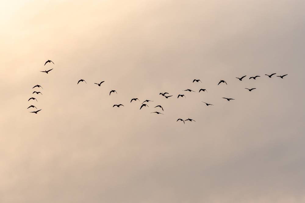 <a href='https://www.freepik.com/free-photo/view-flock-birds-flying-into-beautiful-sky-sunset_13962565.htm#fromView=search&page=1&position=1&uuid=9b5fcc21-3db9-40a7-baad-300529c7842e'>Image by wirestock on Freepik</a>