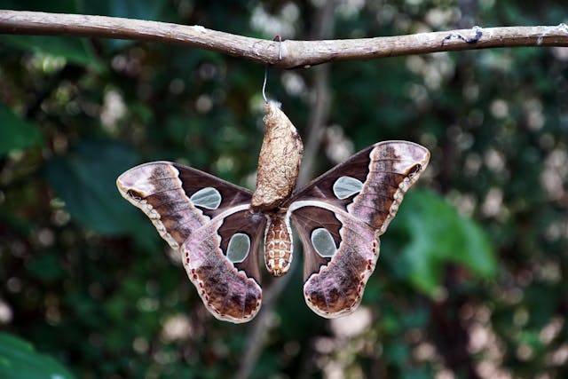 Photo by Tom Van Dyck: https://www.pexels.com/photo/butterfly-coming-out-of-its-cocoon-15549170/